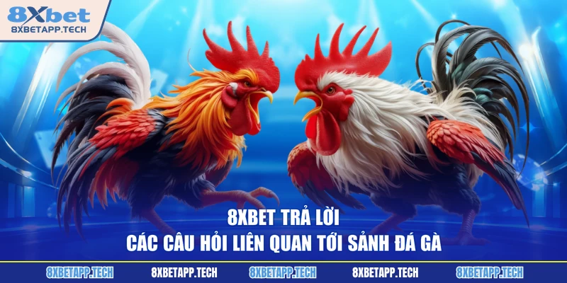 8XBET trả lời các câu hỏi liên quan tới sảnh đá gà