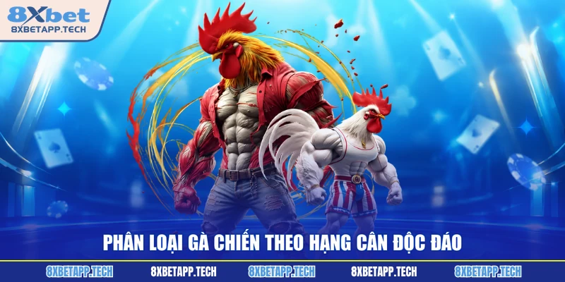 Phân loại gà chiến theo hạng cân độc đáo